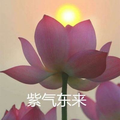 九州幻仙官方版游戏下载